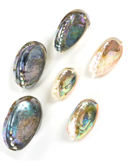  Abalone Polido 