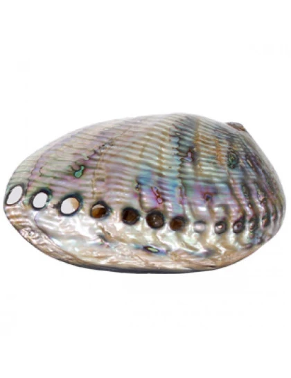  Abalone Polido 