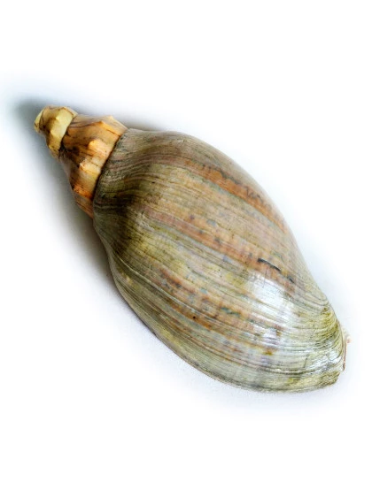 Caracol Sonoro