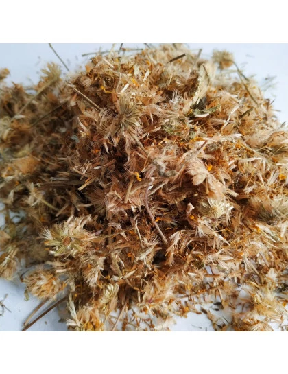 Arnica Montana