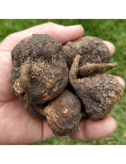 Maca Preta Peruana Raíz 100% Orgânica