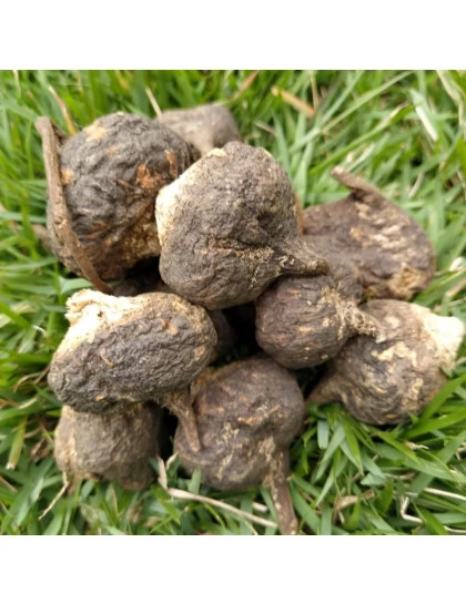 Maca Preta Peruana Raíz 100% Orgânica