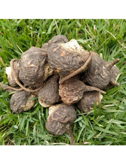 Maca Preta Peruana Raíz 100% Orgânica