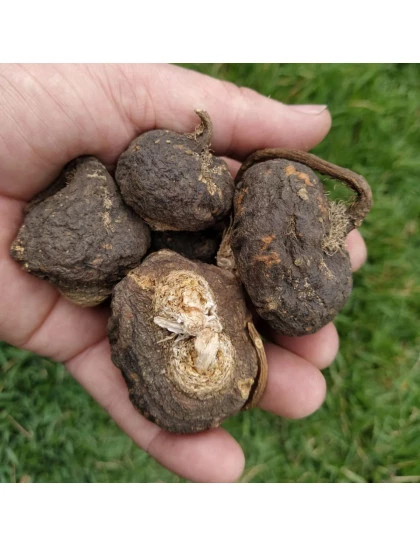 Maca Preta Peruana Raíz 100% Orgânica