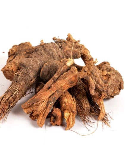 Raiz de Urso - Osha Root