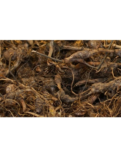 Priprioca
