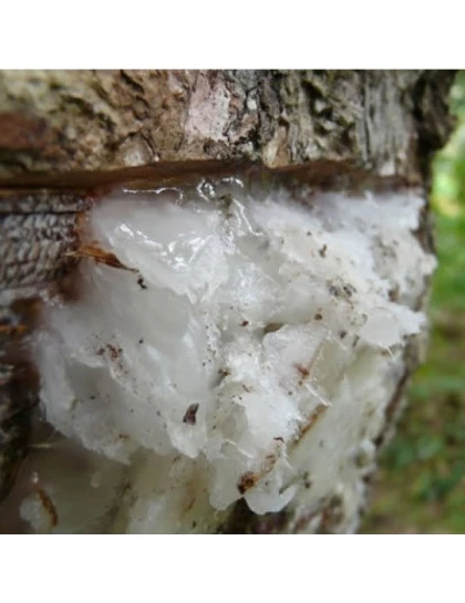 Elemi