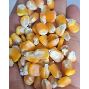 Semente Crioula Milho Amarelo | Semente Milho Organico