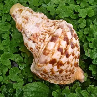 Caracol Sonoro - Pututo Grande com bocal de cera