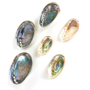  Abalone Polido 