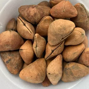  Semente de Aguai | Chapéu de Napoleão | Semente magica | Semente Natural para Biojoias e Artesanato