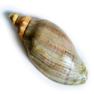 Caracol Sonoro - Pututo Andino - Concha Sonora