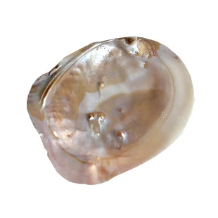 Concha Madrepérola