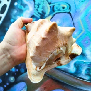 Caracol Sonoro - Pututo - Concha Sonora