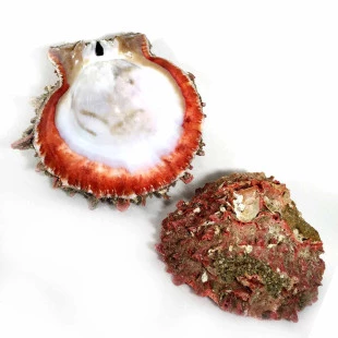 Concha Spondylus-Tamanho 9cm