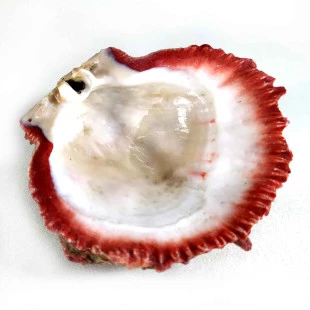 Concha Spondylus-Tamanho 10cm