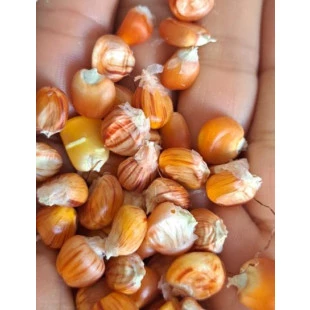 Semente Crioula Milho Amarelo Rajado | Semente Milho Organico