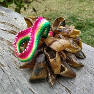 Charjcha ou Chocalho de Unha Grande