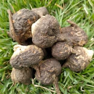 Maca Preta Peruana Raíz 100% Orgânica