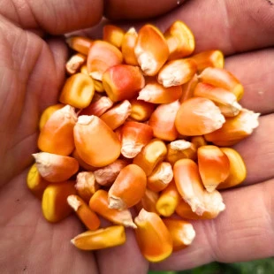 Semente Crioula Milho Laranja | Semente Milho Organico