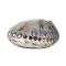  Abalone Polido 