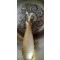 Sino Tibetano Bronze