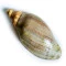 Caracol Sonoro