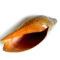 Caracol Sonoro