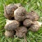 Maca Preta Peruana Raíz 100% Orgânica