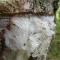 Elemi